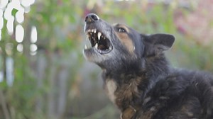 Aggressive german shepherd barking - Free Stock Video