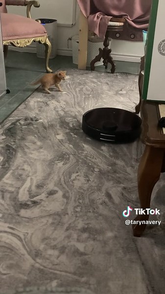 Desensitizing Kittens to Vacuum Sounds