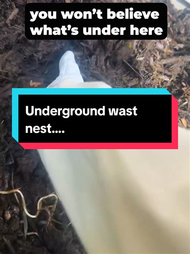 Underground Wasp nest #pest #pestcontrol #wasp #pestbadger