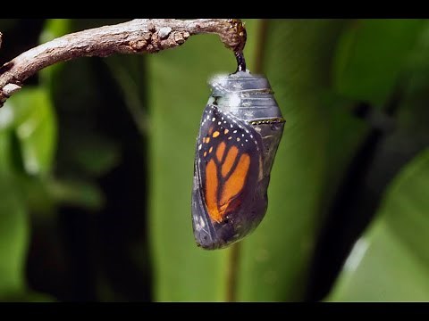 Monarch butterfly emerging time lapse. Emergence is called eclosion. Metamorphosis takes 8-12 days