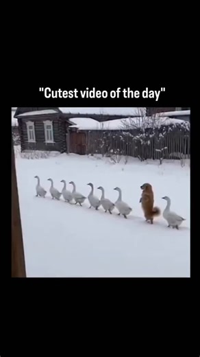 Lucky Clips on Instagram: "This video captures a charming but scientifically interesting moment of animal behavior, where a line of geese walks in an orderly formation through snow, with a dog calmly moving alongside them. Geese are highly social birds known for their strong flocking instincts, and they often move in single-file lines to conserve energy and maintain group cohesion, especially in cold environments where efficiency matters. Walking in a line also helps them follow established path