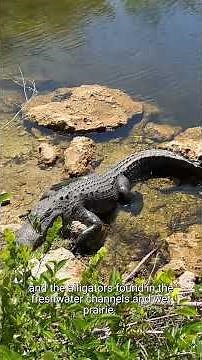 The Everglades | Wild Places