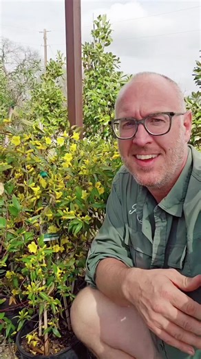 This week’s Plant of the Week is a Texas-tough vine that explodes with these bright yellow blooms from late winter through spring. 🌼 It’s enjoyed by people and pollinators, and it’s one of the easiest vines to grow in North Texas, providing nearly year-round interest with semi-evergreen foliage. Once established, it handles our heat, clay soil, and wild Texas weather, and every spring it absolutely lights up with flowers while the bees and butterflies move in. 🐝🦋 If you need a vine for a fenc