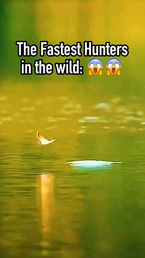 meet the african tiger fish: the fastest ambush predator fish in the wild capable of catching prey mid air!😱 | Albert's Guppy Adventure