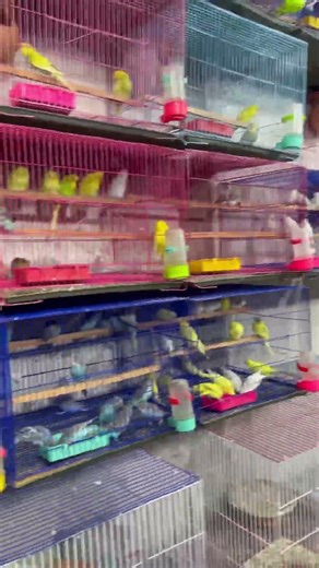 পাখির বাজার #shortsfeed #shortvideo #shortsvideo #beautful #birds #villagerlifestyle #trending