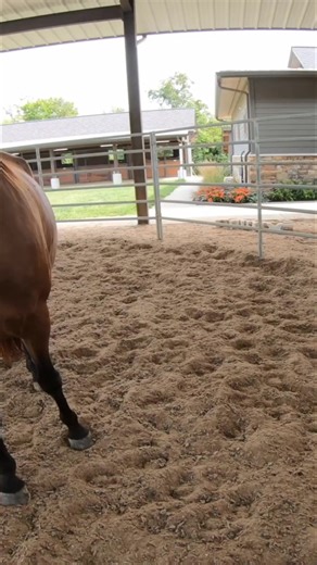 2.1K views · 43 reactions | Horses communicate their feelings through subtle cues. When a horse makes an inward snorting sound, it's often a sign of nervousness. Recognizing these signals can help one better understand and respond to the horse's needs. Tag a friend who loves horses! #horses #horsetrainer #equestrian #animalbehavior #nervoushorse | Ed's Walking Horses | Facebook