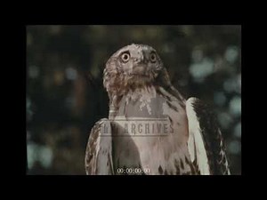 A Red Tailed Hawk Hunts in the Canadian Wilderness, 1970s - Archive Film 1060437