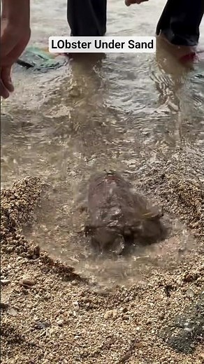 Finding a Slipper Lobster Under the Sand! 🦞