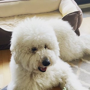 63K views · 80 reactions | Daeji... | Sung Kang | Facebook