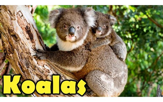 10 Koala Facts You Want to Know! (Cute & Funny Koalas video)