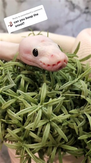 littlestealeyzoo on TikTok