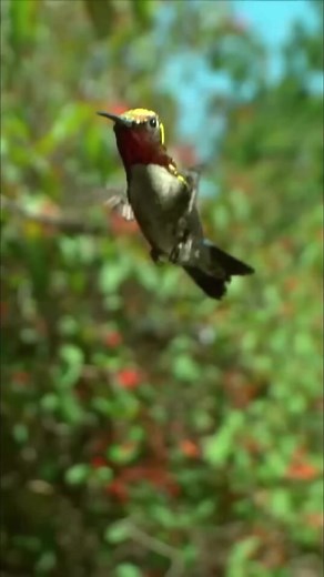 1K views · 13 reactions | Bee Hummingbird ｜ The Smallest Bird On Earth #hummingbird #love #beautiful #birds #documentary #wildlife #foryou | Nature Lens | Facebook
