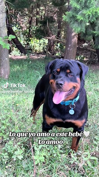 El Amor por mi Rottweiler: Un Bebé Inolvidable 🤍