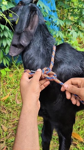 The Smartest Way to Tie a Goat Safely! 🐐