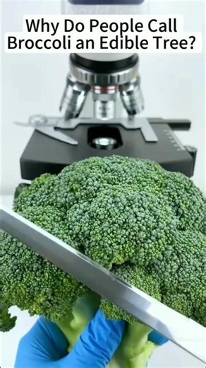 Broccoli under the microscope & short video &