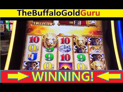FOUR COINS, 12+ HEADS and MORE - BUFFALO GOLD WINNING!