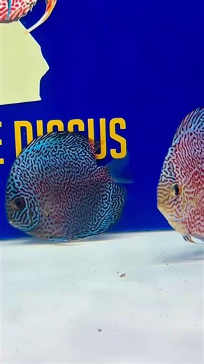 4.5K views · 233 reactions | Appreciate you hanging out with the discus. #DiscusFish #FishTankVibes #AquariumLife #FishTok | Golden State Discus | Facebook