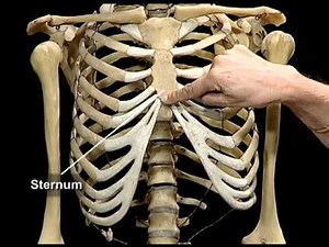 HUMAN SKELETAL SYSTEM Video Lecture - NEET