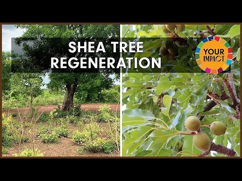 Shea Tree Regeneration & Conservation