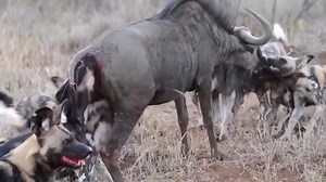 The wolves are deliciously enjoying their prey, the buffalo | Wild life Animals