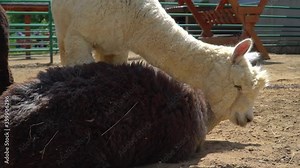 Two Lama. Llamas love each other. Tenderness of two animals. Animal love. High quality FullHD footage