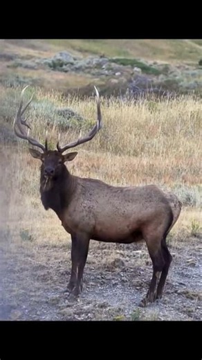 Close Range Elk Bow Hunting #bowhunting #elkhunting