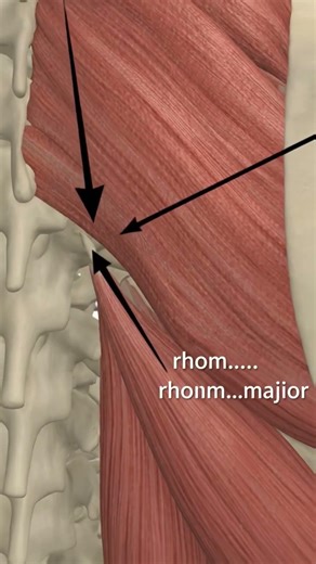 Rhomboid muscles — key stabilizers of the scapula.They retract, stabilize, and control scapular