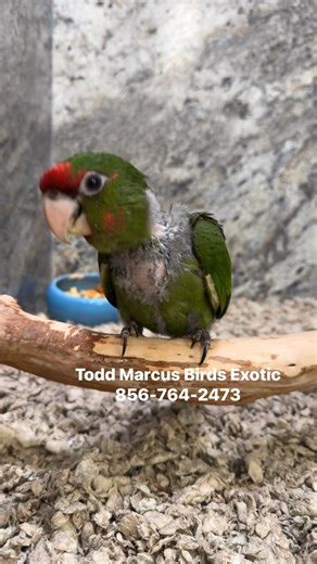 5.8K views · 147 reactions | Meet our Beautiful Mitred Conure! This...