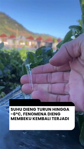 Suhu udara di dataran tinggi Dieng turun drastis hingga mencapai minus 6 derajat Celsius pada Kamis pagi (9/7/2026). Kondisi tersebut memicu kembali munculnya fenomena bun upas atau embun beku yang menutupi permukaan tanah dan tanaman dengan lapisan kristal es. Fenomena yang kerap terjadi saat musim kemarau, tepatnya pada periode Juni hingga Oktober, membuat kawasan Dieng tampak membeku. Sejumlah video yang memperlihatkan hamparan embun es juga ramai beredar di media sosial, di antaranya diungga