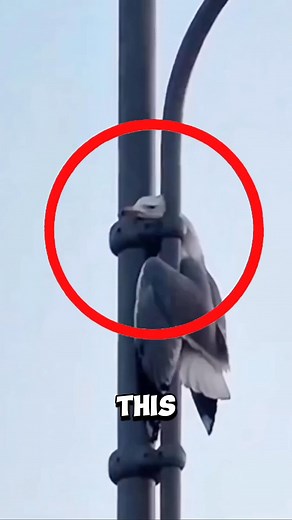 This brave man climbs a slippery lamppost to save a helpless seagull ❤️ #rescue #seagull | Animals Life Uncovered