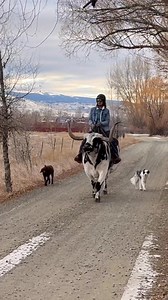116K views · 8K reactions | I made this video for everyone that was rubbed the wrong way by me riding my longhorn steer Groot in an English saddle and posting the trot. I’ll have you know we are versatile AF  | West Elk Equine | Facebook