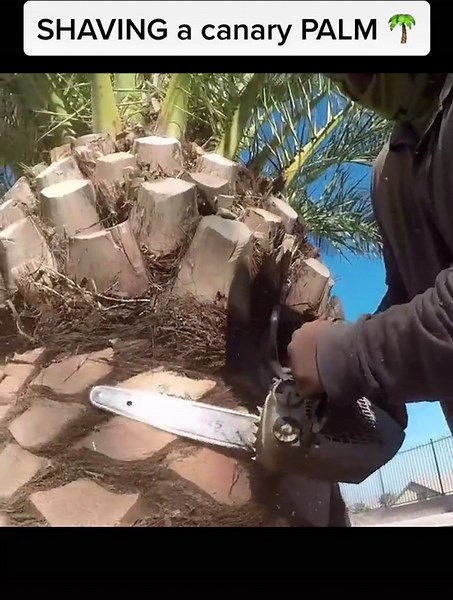 Chainsaw Palm Tree Shaving Techniques