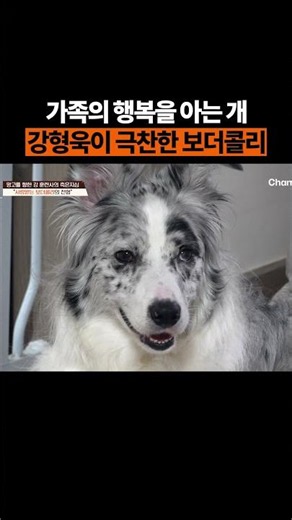 The Border Collie praised by Kang Hyung-wook #TimeBetweenDogAndWolf2