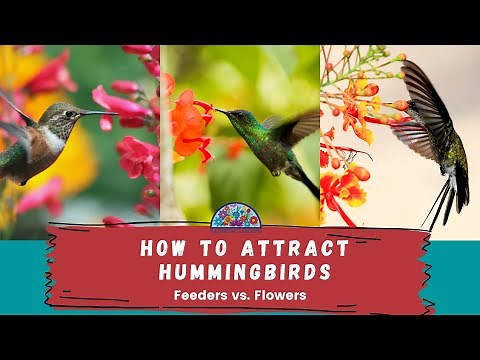 Attract Hummingbirds with these flowers!