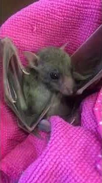 Cute Baby Fruit Bat Wakes Up