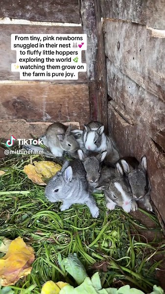 Rabbits Growth Journey on the Farm