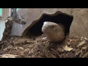 European Legless Lizard Eating Roach