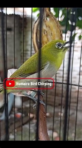 PANCINGAN PLECI MONTY OMBYOKAN AGAR NGERIWIK KASAR #pleci #kicaumania #terapiburungmacet #shorts