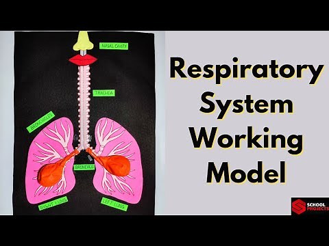 Respiratory System Working Model | Lungs Model with Balloons | Respiratory System Science Project
