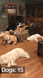 A treat to watch... | Incredible Dogs | Facebook