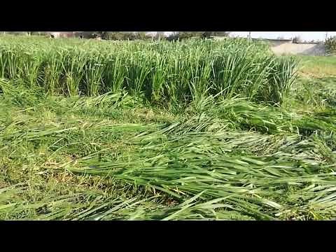 Mombasa pasto de corte de alto rendimiento