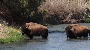 A pair of bison cross a river. The bison seem to have perked up a little now that spring has arrived. #outdoors #nature #animals | Michael Hodges, Author