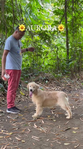 2K views · 22 reactions | To the Proud owner Richard Benedict Balanza Santiago kapit ng mahigpit haha ang puso mopo Sir First training day pa lng po tayo☺️ | Darna's Pride kennel & Cattery | Facebook