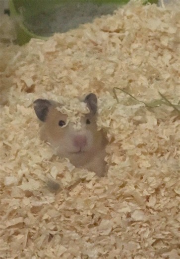 Exploring My New Hamster Cage: A Happy Journey