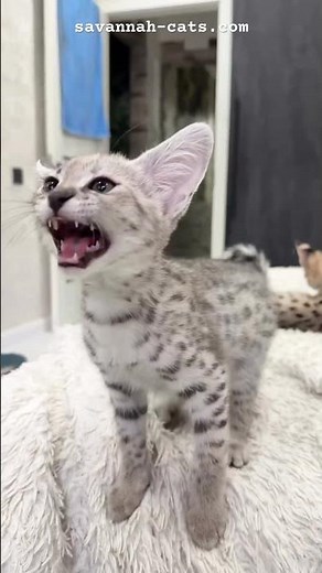 Silver Serval Hybrid F1 Savannah Cat