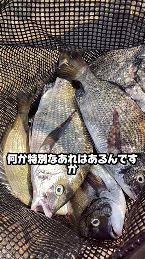 8/2関西最大級の釣場南芦屋浜朝釣果情報！ 昨日芦屋サマーカーニバルで釣場閉鎖でしたがほぼ開放されてます 西護岸一部がバリケード撤去待ち 釣果はアジ、さば、ママカリ、チヌと釣れてます 特にチヌは初めて釣った方も推定46cmゲットするほど良い！ エビ撒きでもチヌは裏切らん(*￣∀￣) #南芦屋浜釣り #フィッシングマックス