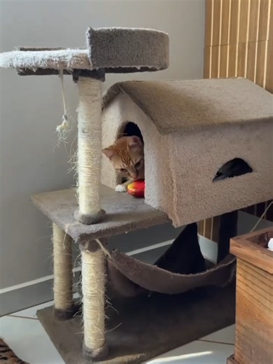 Aranhador Para Gatos Com Casinha e Rede #arranhadordegato #arranhadoresparagatos #casinhadegato #redeparagato