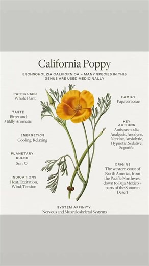 California poppy, appreciated for its medicinal value and beauty, belongs to the Papaveracee family alongside many other types of poppies Its genus name, Eschscholzia, was named after Baltic German botanist Johann Friedrich von Eschscholt, who was said to have "discovered" them on a scientific expedition to California in the early 1800s. The true history of California poppy, of course, goes back much further, finding itself rooted in the herbal traditions of Indigenous peoples in North America. 