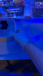 Anybody need some meteor shower Cyphastrea? Here’s how I have a never ending supply. These little Frag Flowers are awesome for propagating corals which encrust or spread - Cyphastrea in my example, but would also be great for zoas. I also use them under some corals just to help keep the racks clean and prevent corals from spreading off the plug and getting a foothold on the rack. #coralfrags #reeftank #coralpropagation | Rebel Reef