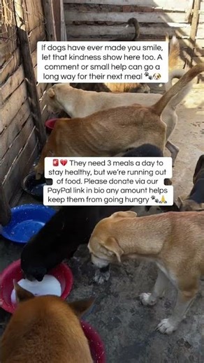 They need 3 meals a day to stay healthy. Please consider donating via our PayPal link in bio.